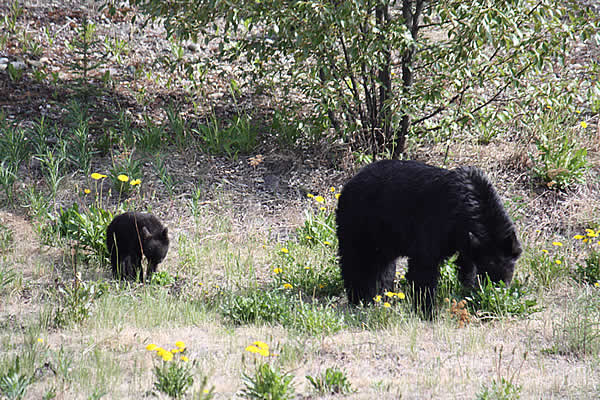 Tetlin Wildlife Refuge Visitor Center